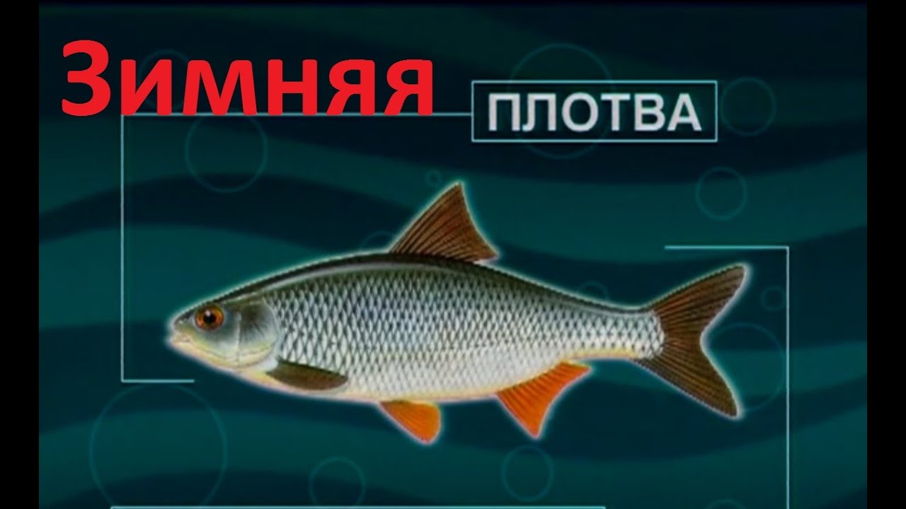 Диалоги о рыбалке - 114 - Ловля плотвы зимой.