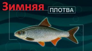 видео: Диалоги о рыбалке - 114 - Ловля плотвы зимой. картинка: Диалоги о рыбалке - 114 - Ловля плотвы зимой.