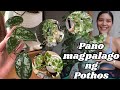 MY POTHOS COLLECTION | CARE TIPS + PROPAGATION + STAKING (PHILIPPINES)