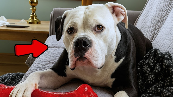 This Dog Never Made A Sound — But Changed Everything