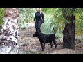 Perro de Presa Canario Irema Curto Jet Black Color - trece