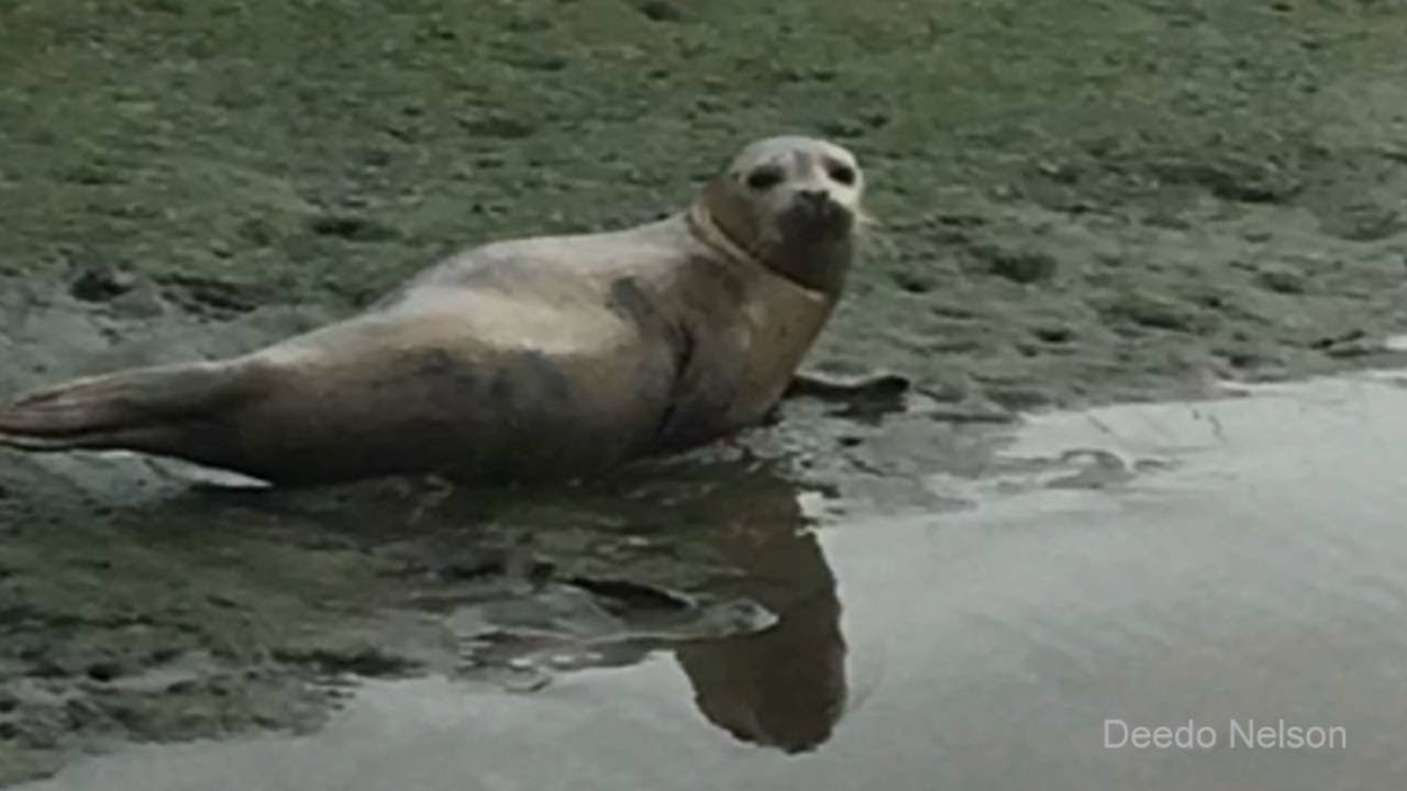 FWC looking for wayward seal spotted in NE Florida