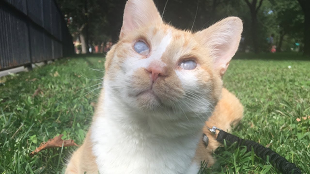 Meet Handsome Hank, the Blind & Deaf Cat! 