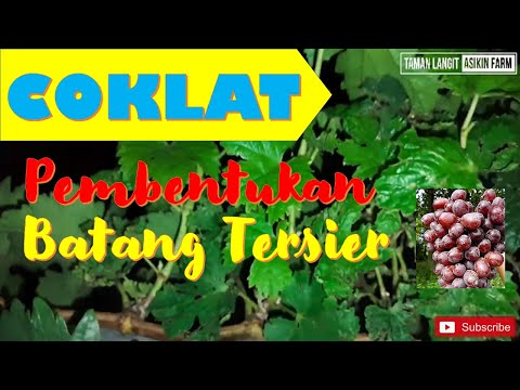 Video: Anggur Akebia Atau Coklat