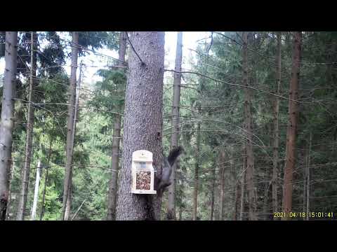 Video: Ako Si Vyrobiť Kŕmidlo Pre Veveričky