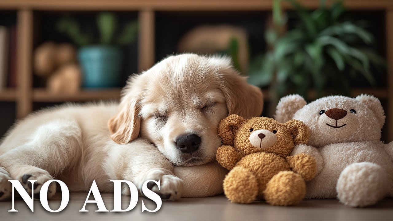 Dog Calming Music 🐶 Separation Anxiety Relief Melody 💖 The Perfect Background for Healing