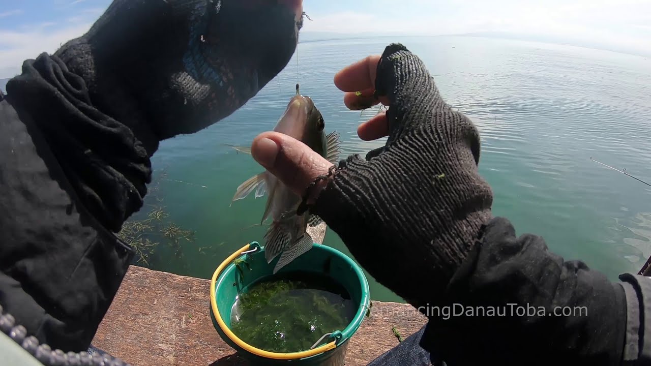 Panen Strike Nila di Danau Toba