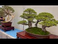 The Most Beautiful Bonsai Show at Westminster Mall - August 2021