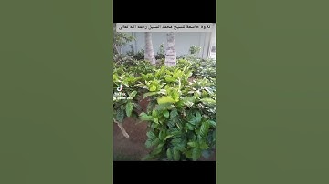 ٤ سبتمبر ٢٠٢٢تلاوة خاشعة فضيلة الشيخ محمد السبيل رحمه الله تعالى