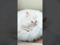 One Kitten Is OUT… The Other Is Fighting Sleep 😭😴 / white maine coon kittens