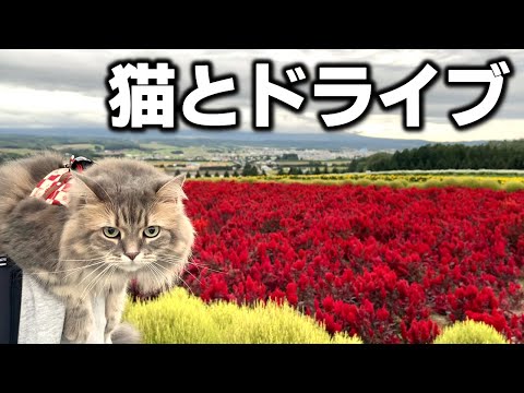 【北海道】秋の富良野で人気の観光地を巡るドライブ旅！【フリードプラス】