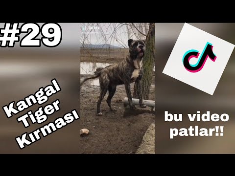 Tik Tok En Efsane Köpek Videoları#29#