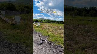 Încă o barieră 🐍 #sarpe #snake #stop #nature #naturelovers #animals