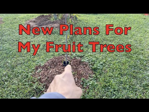 New Plans For The Fruit Trees In My Yard