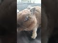 cute bunny family