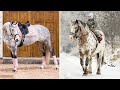 Horse SOO Cute! Cute And funny horse Videos Compilation cute moment #27