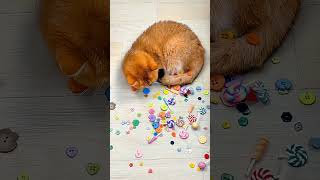 🌈Mesmerizing Reverse Magic Cat🐱💎| Beads Flow Backwards ASMR for Instant Calm &amp; Deep Sleep💖😽 #catasmr