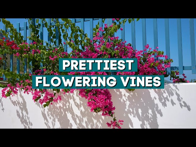 7 Prettiest Flowering Vines to Add to Your Garden 💚🌸 // PlantDo Home & Garden ✨ class=