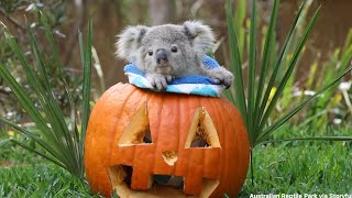 🧡 When Cuteness Meets Halloween!🎃 