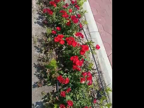 ATIRGULLAR 🌹 - YouTube