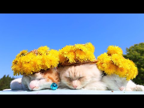 のせ猫　たんぽぽ帽子 Dandelion cat　220609