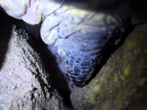 Turtle At Sandspit 2010