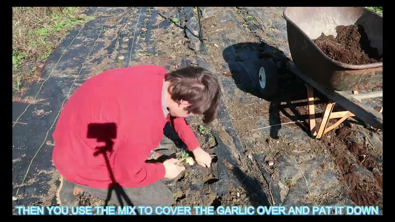 Reminder to plant your garlic!! | Crooked Row