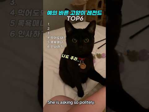 예의 바른 고양이 레전드 TOP6  #cat #고양이 thumbnail