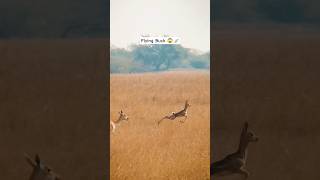 Flying Buck 😳🦌 | Nature’s Real Superpower