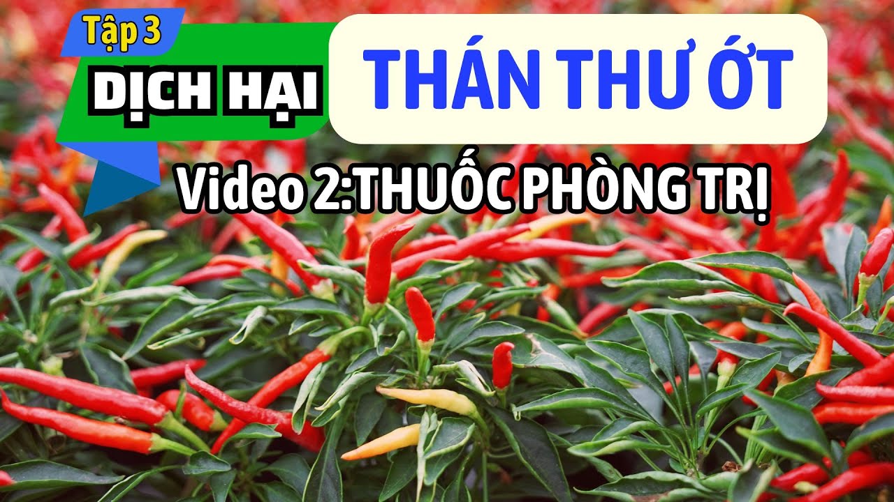 Tập 3: Dịch hại | THÁN THƯ ỚT | Thuốc phòng trị thán thư ớt hiệu quả từ MKA