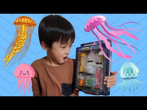 立体海月図鑑 Youtube