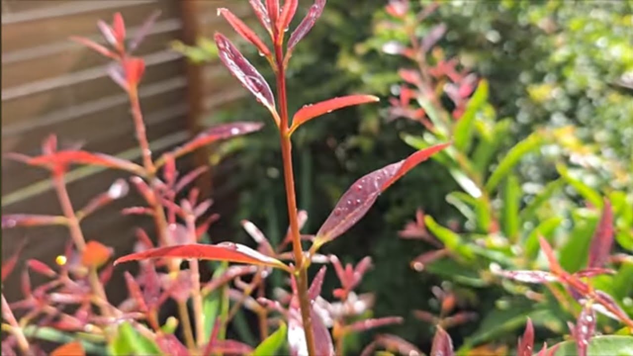 After The Rain - Visual and Relaxing Tour of my Zone Pushing Edible Garden