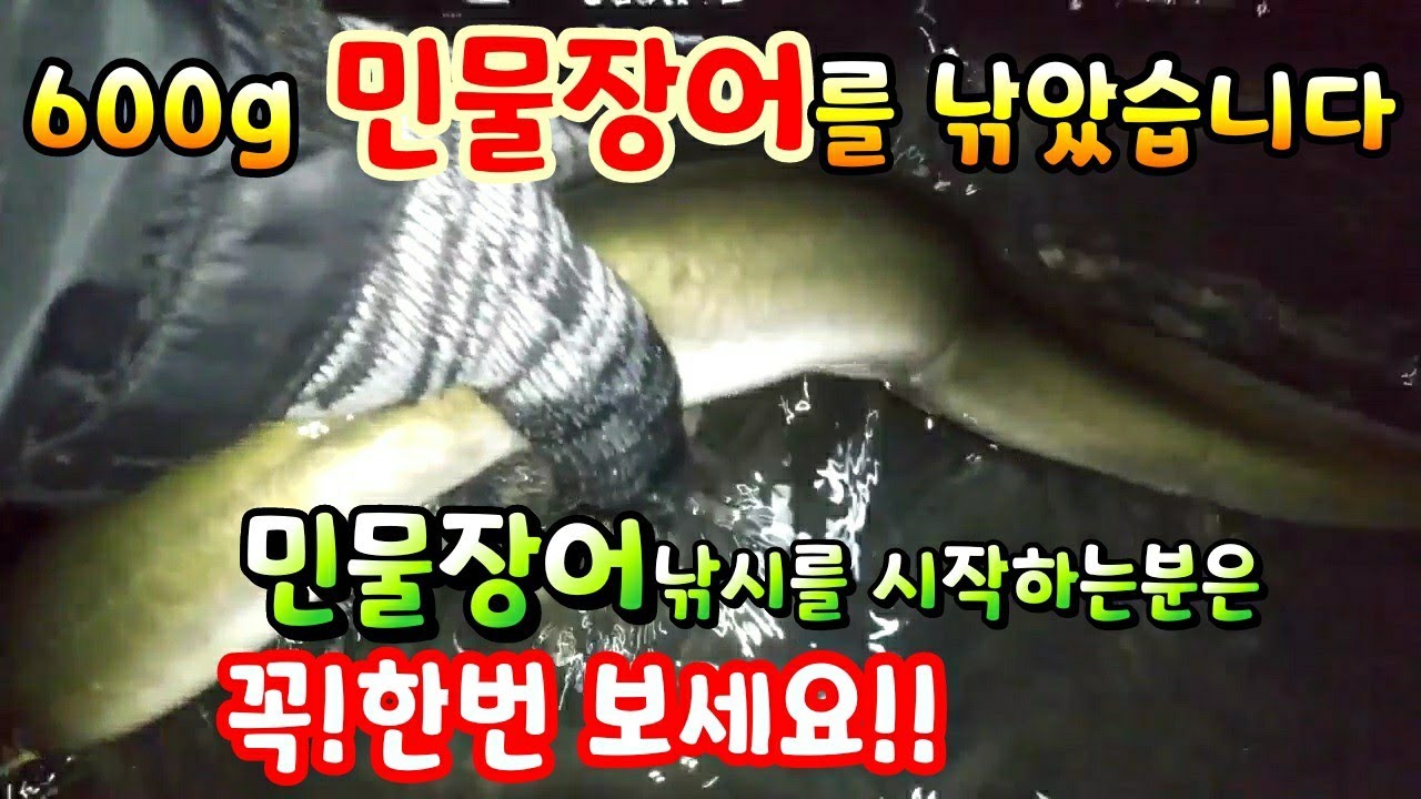 오늘도 참게 밭에서 600g 민물장어 한마리 올렷습니다 1%노력과 기술만 있으면 민물장어 누구나 낚을수 있습니다!장어낚시 민물
