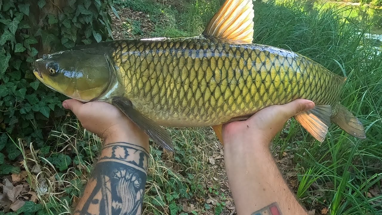 Amur a Törpék Között!