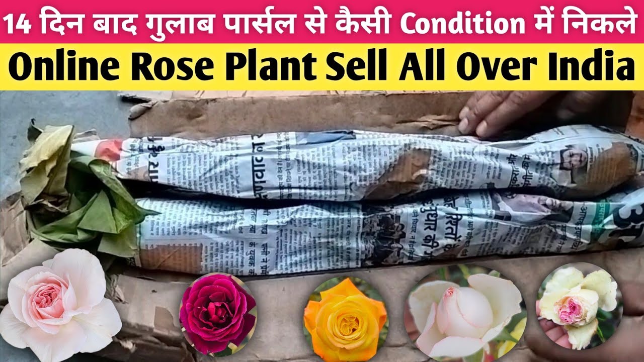 14 दिन बाद ऑनलाइन गुलाब पार्सल में कैसे निकले🌹Online Rose Plant Shopping🌹Rose Online💥