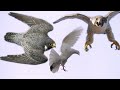 Сокол Сапсан наподает на голубей... Falcon Peregrine attacks pigeons...