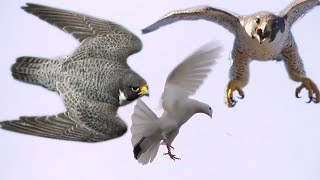 Сокол Сапсан наподает на голубей... Falcon Peregrine attacks pigeons...