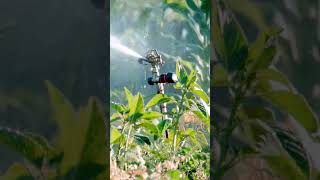SPRINKLER SYSTEM #agriculture #agro