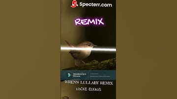 Wren