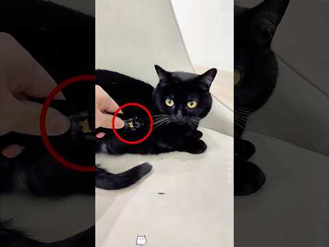 Este gato negro estaba ocultando un secreto a su dueño. #trending #shorts #funny
