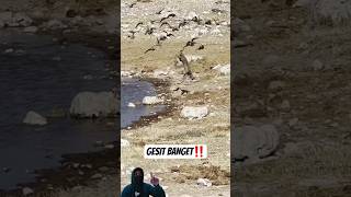 So agile! The moment a cat catches a bird in flight