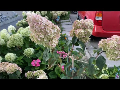 Stamm Rispenhortensie Vanille Fraise. Schneiden + Ergebnisse Frühling 2023