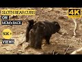 Rare video of sloth bear cubs climbing on mommy's back