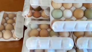 Galinhas Poedeiras Glc E Glz Criadas No Nordeste