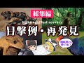 【睡眠用・ゆっくり解説】目撃例・再発見【広告最初のみ　途中広告なし】