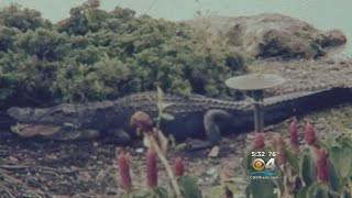 Alligator Caught Behind Pinecrest Home