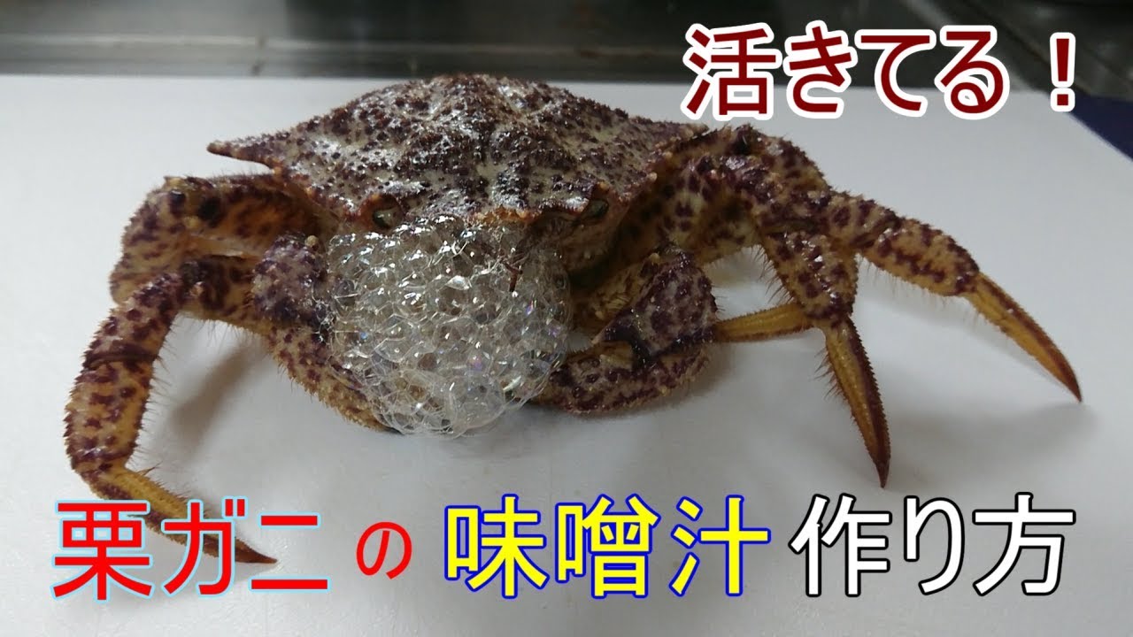 あまり巷に出回らない珍しい蟹 クリガニの食べ方 Youtube