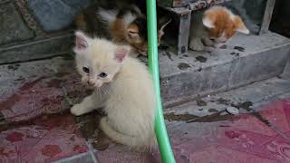 Mother Cat with beautiful kittens