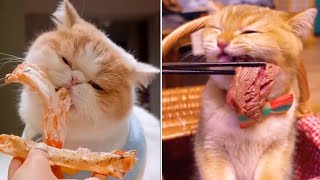 Cats Are Cooking - Videos Compilation Asmr Koko Animals