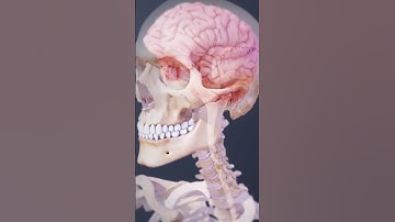 Spinal Cord and Spinal Nerves